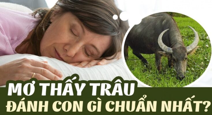 Giải đáp thắc mắc cho những đề thủ mơ trâu đánh con gì