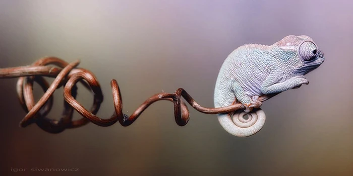 Chiêm Bao Thấy Tắc Kè: Điềm Báo Tốt Hay Xấu
