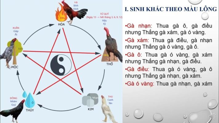 Gà chiến gồm những màu mạng như nào?