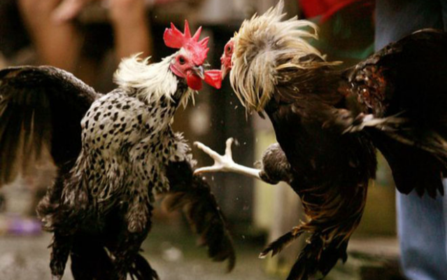 Phân loại các thể loại chân gà đá