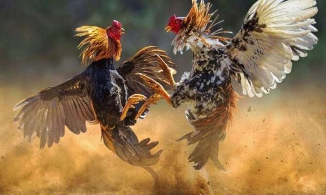 Cách Xem Màu Mạng Gà Đá Hiệu Quả Cho Người Chơi