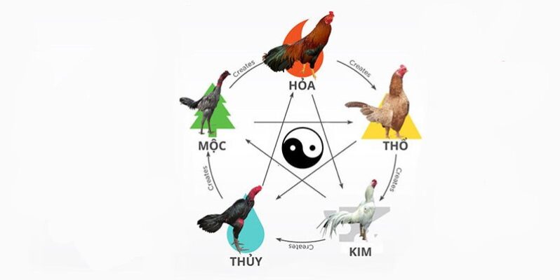 Xem màu mạng gà là gì?