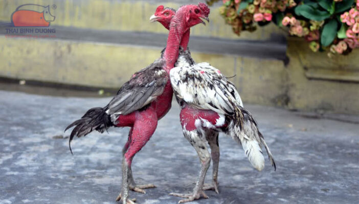 Đôi nét về loại hình chọi gà nòi
