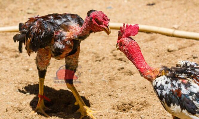 Gà nòi vùng Chợ Lách – Bến Tre vang danh khắp mọi miền
