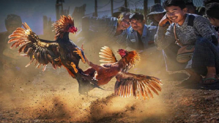 Gà vảy thất đao thiên có lối đá hiểm hóc