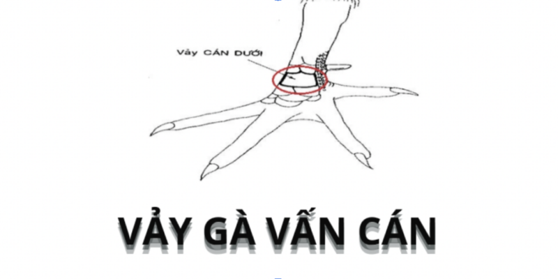 Gà vảy vấn cán nằm ở sát đầu gối là chiến kê tốt