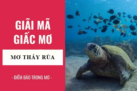 Giải Mã Nằm Mơ Thấy Rùa Đánh Số Mấy Chắc Thắng 100%