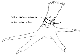 Vảy hổ khẩu, vảy hàm long