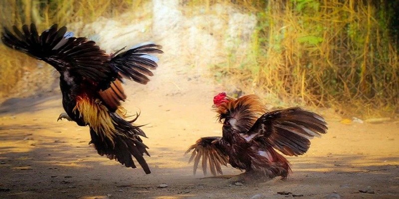 Bí quyết chơi đá gà trực tiếp Thomo