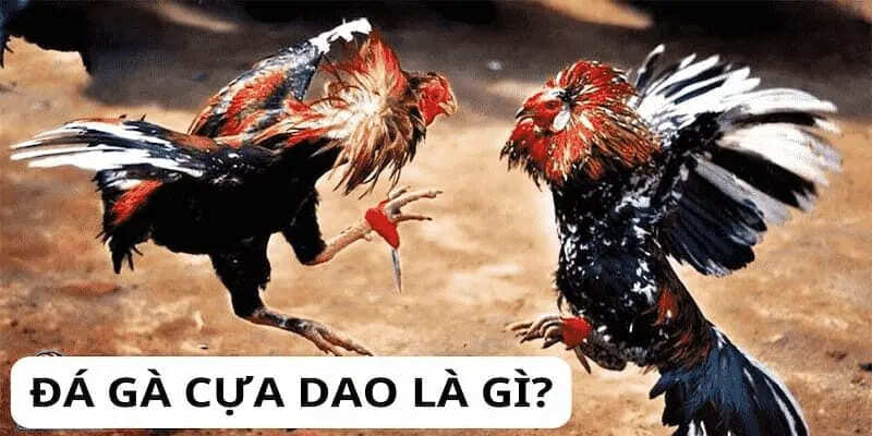 Đá gà cựa dao có gì đặc biệt so với đá gà truyền thống?