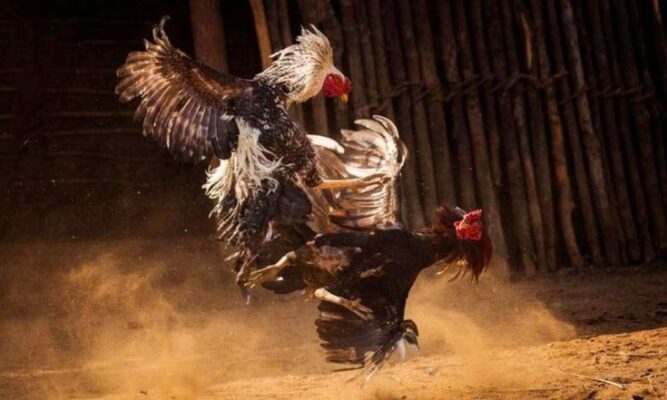 Hiểu rõ luật chơi đá gà