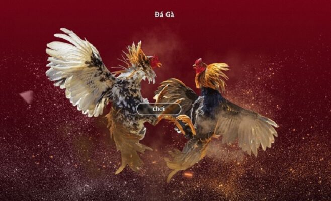 Đá gà cựa sắt là gì?