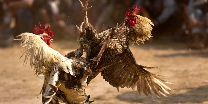 Nắm rõ các loại kèo và hình thức đặt cược