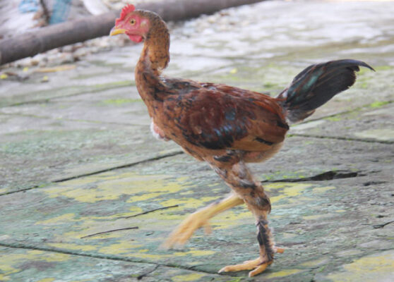 Các đặc điểm của giống gà chọi Nam Mỹ