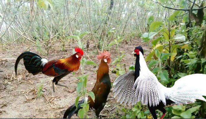 Chọi Gà Rừng Là Gì Và Bí Quyết Cược Luôn Thắng