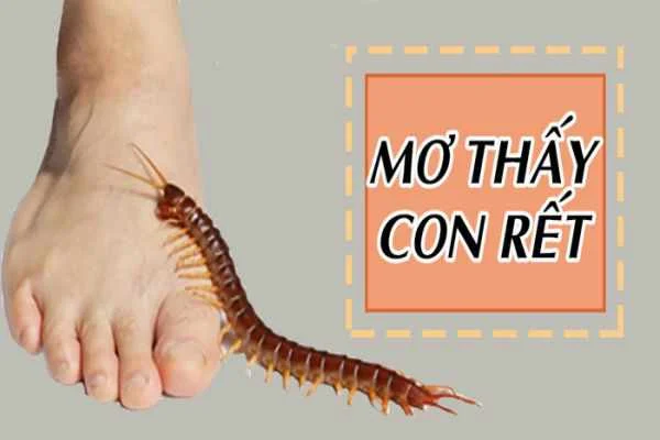 Nằm Mơ Thấy Rết Đánh Số Mấy – Điềm Báo Tốt Hay Xấu?