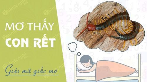 Nằm mơ thấy rết đánh số mấy?