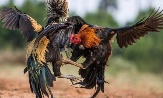 Trải nghiệm game đá gà Nam Mỹ tại nhà cái trực tuyến