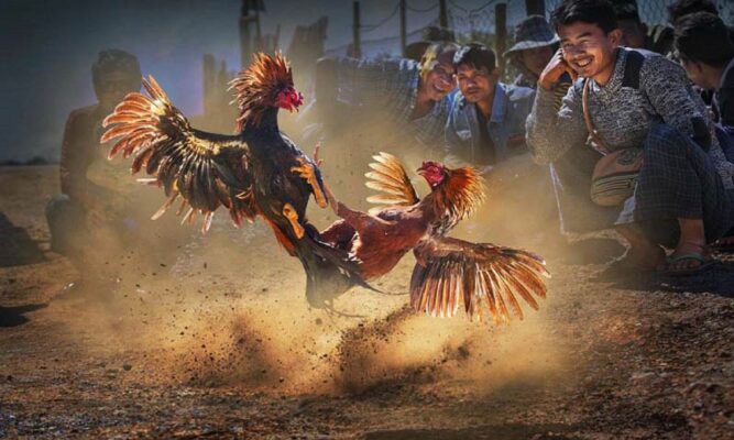 Trực Tiếp Đá Gà Cựa Dao: Trải Nghiệm Đầy Hấp Dẫn, Thú Vị